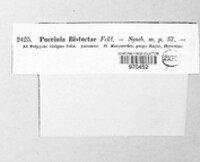 Puccinia bistortae image